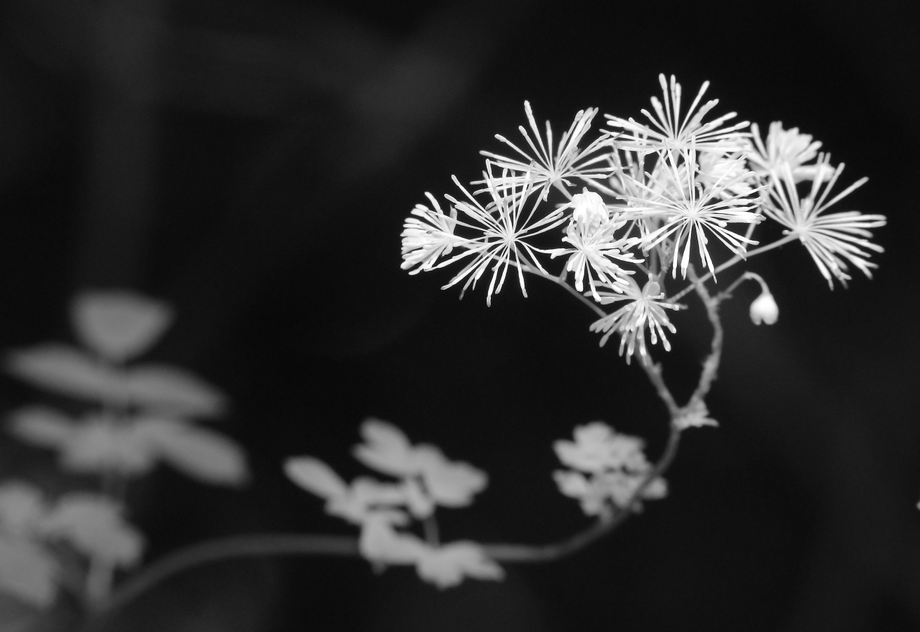 2015 07 05 HTP 000002989ebw